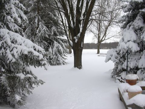 1996 Ford Crown Victoria - Winter scene with snow-covered trees and ground. A watermark is visible in the lower right corner.