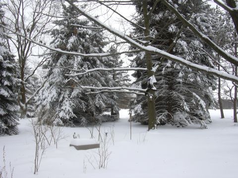 1996 Ford Crown Victoria - A winter scene shows a snow-covered landscape with evergreen trees and bare branches, along with a bench dusted in snow.