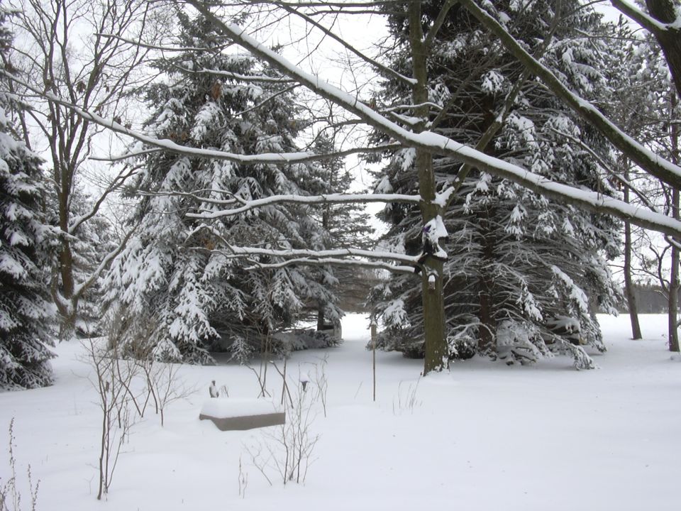 Snowy landscape with snow-covered trees and a bench
