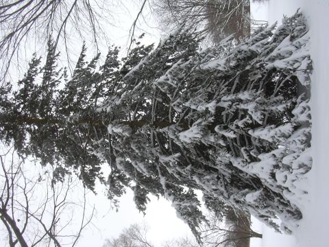 1996 Ford Crown Victoria - Evergreen branches heavily laden with snow under an overcast sky. A website URL is visible in the lower right corner.