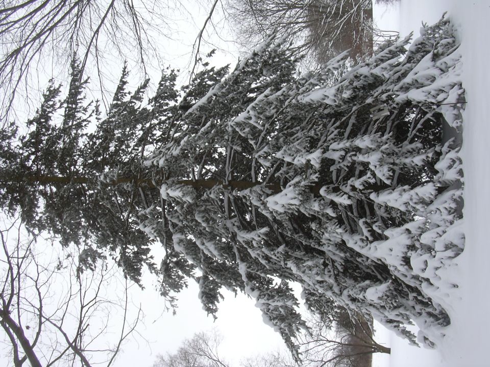 Snow-covered evergreen branches against a cloudy sky. Text overlay reads SUPERMOTORS
