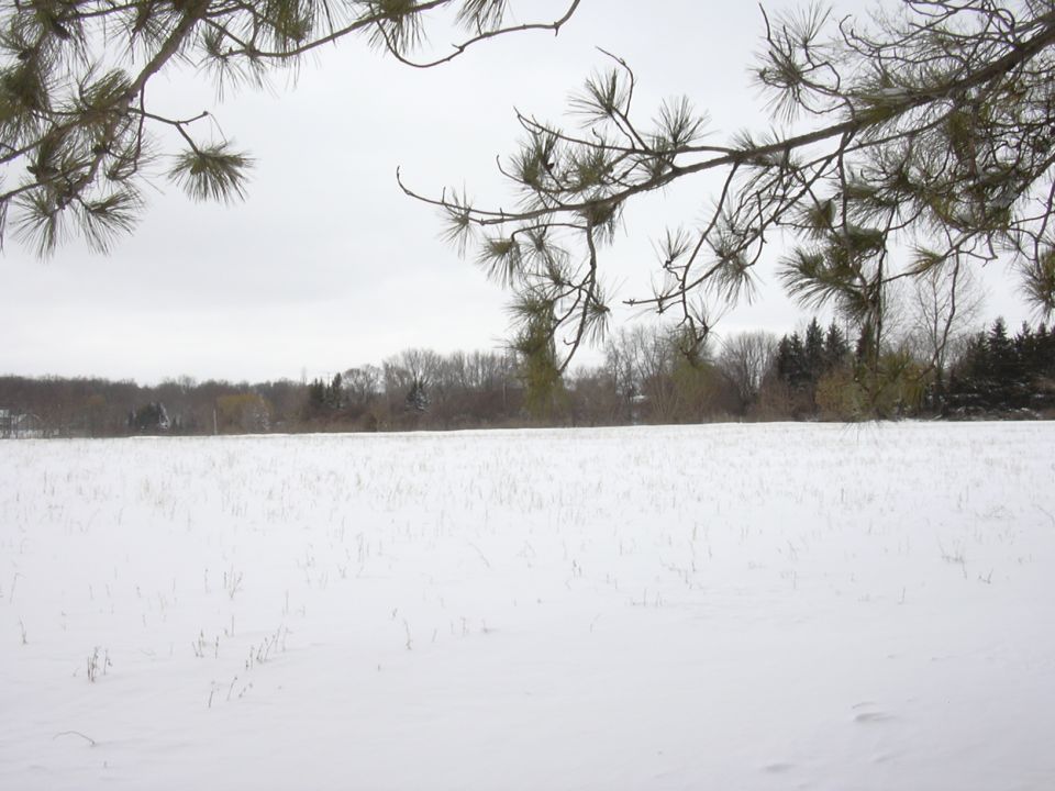 Snow covered field with bare trees in the distance and pine branches in the foreground. Watermark reads SUPERMOTORS
