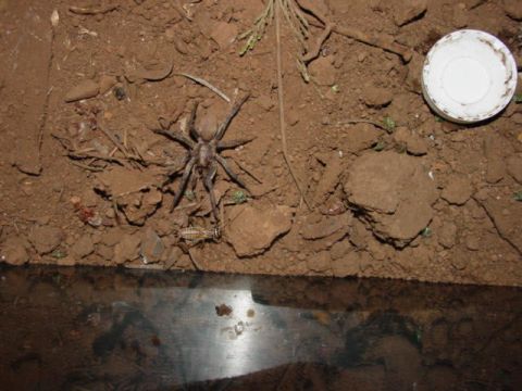 1986 Ford Bronco - A tarantula and its prey are captured in this close-up shot of the ground.