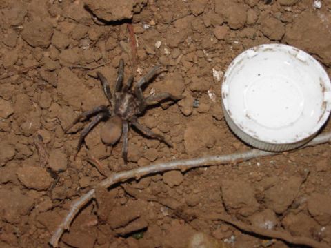 1986 Ford Bronco - A tarantula is seen on the ground next to a white bottle cap.