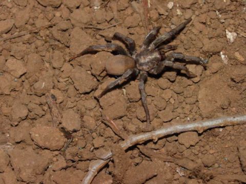 1986 Ford Bronco - A tarantula is pictured on the ground, with a small twig nearby.