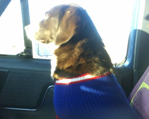1989 Ford Bronco - A dog wearing a blue sweater looks out the window from the passenger seat of a vehicle.