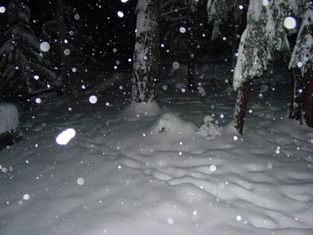 Snow falling in a forest with trees covered in snow
