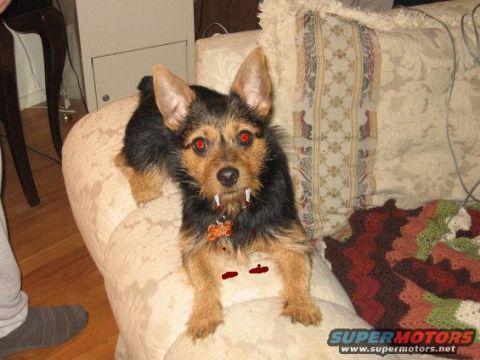 1988 Mercury Grand Marquis - A dog dressed as a vampire with fake fangs and glowing red eyes sits on a couch, with a Supermotors.net watermark visible.