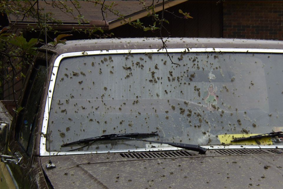 Dirty windshield of a dark vehicle covered in mud spots with a wiper and decal