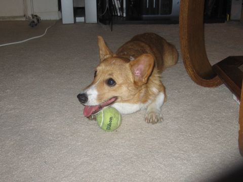 2007 Saleen S-302 - A corgi dog rests on a carpet with a tennis ball in front of it.