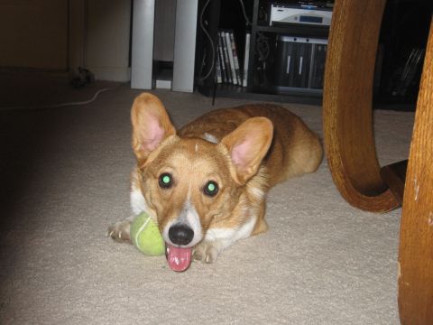 2007 Saleen S-302 - A corgi dog with bright green eyes lies on a carpet with a tennis ball, looking at the camera.