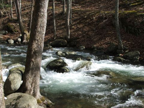 1996 Ford Bronco - A fast-flowing stream winds through a rocky, wooded area with fallen leaves on the ground.