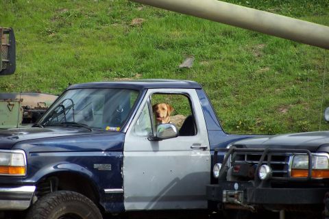 1990 Ford Bronco - Dog sits in the driver's seat of a pickup truck, with another truck beside it.