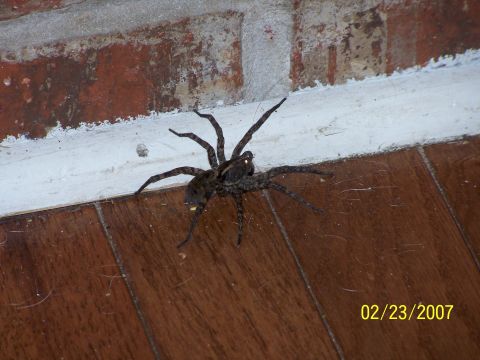 1979 Ford F-150 - A large spider is seen on a wooden floor next to a brick wall, with a date stamp indicating it was photographed on February 23, 2007.