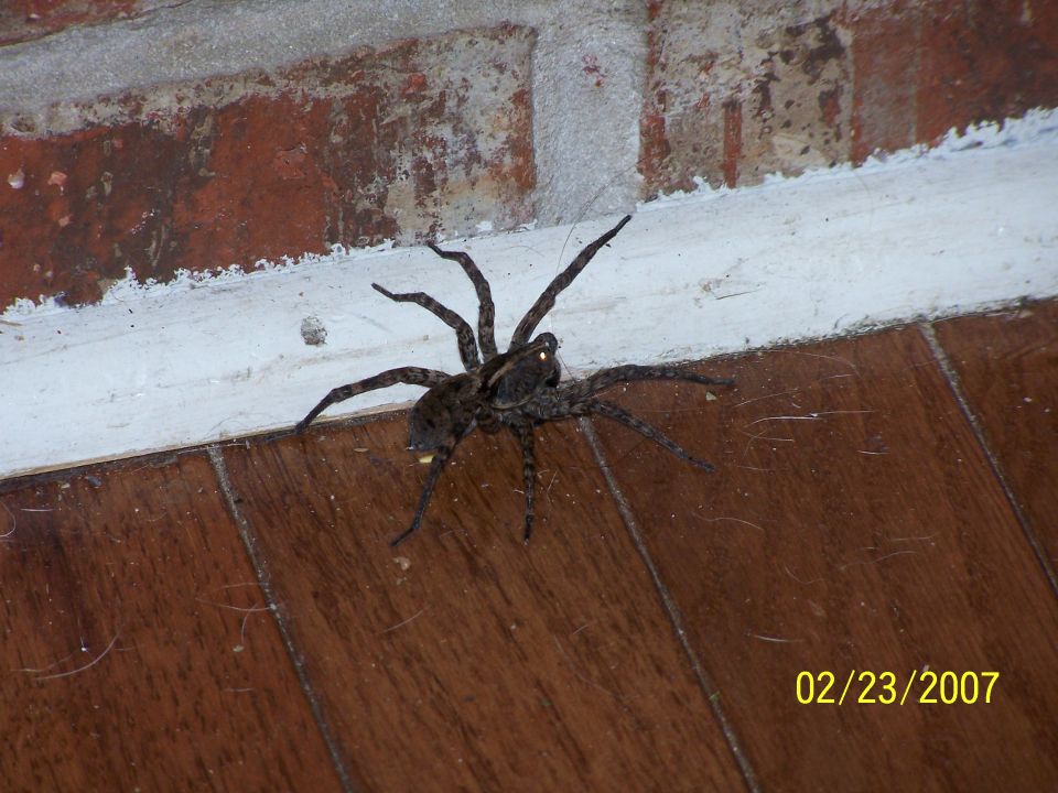 Spider on wood floor near brick wall. Date stamp 02/23/2007