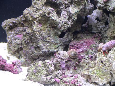 1993 Ford C-350 (Centurion Conversions) - A hermit crab is visible on a rock formation in a sandy aquarium environment.