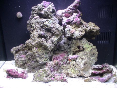 1993 Ford C-350 (Centurion Conversions) - A detailed view of a marine aquarium's rockscape, various invertebrates and colorful algae growth.