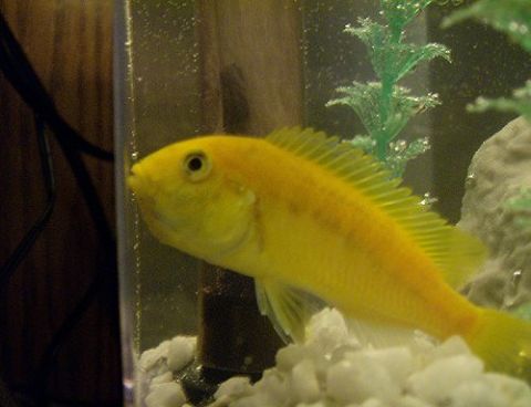 1990 Ford Bronco - A yellow fish swims in an aquarium, with a green plastic plant and white gravel visible.