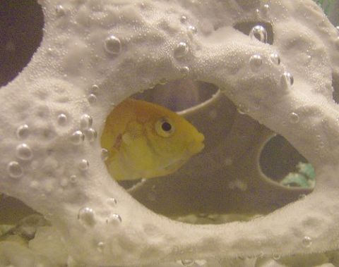 1990 Ford Bronco - A yellow fish swims within a porous, white aquarium decoration, surrounded by bubbles. The SuperMotors.net logo is visible at the bottom ri…