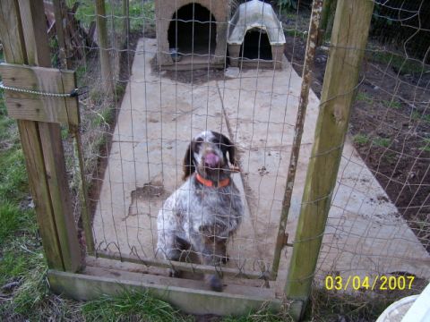 1979 Ford Bronco - German Wirehaired Pointer..."2-ply"