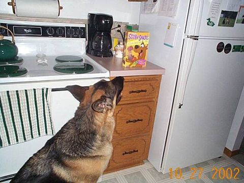 1998 Ford Crown Victoria - A German Shepherd dog is focused on a box of Scooby Snacks sitting on a kitchen counter next to a refrigerator.