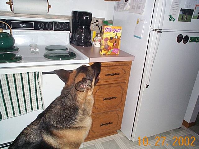German Shepherd dog looking up at Scooby Snacks box in kitchen