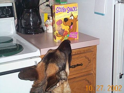 1998 Ford Crown Victoria - A dog is interested in a box of Scooby Snacks cereal sitting on a kitchen counter.