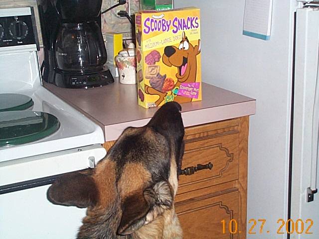 German Shepherd dog looking up at a box of Scooby Snacks cereal on a kitchen counter next to a coffee maker