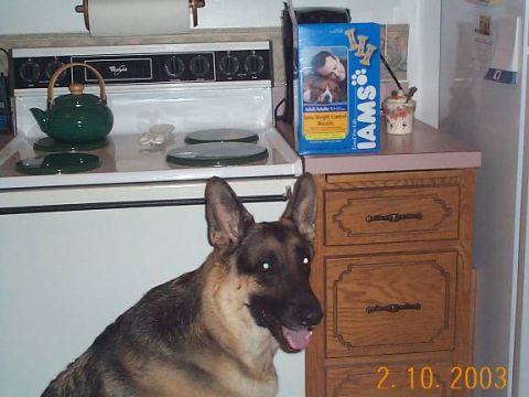 1998 Ford Crown Victoria - A German Shepherd dog is in a kitchen, with a box of Iams dog food visible on the counter.
