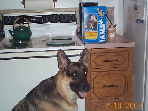 German Shepherd dog in kitchen with Iams dog food box