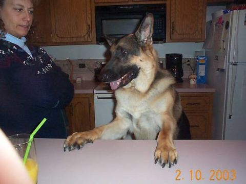 1998 Ford Crown Victoria - A German Shepherd dog is in a kitchen with a woman standing behind it.
