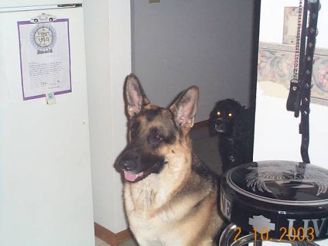 1998 Ford Crown Victoria - A German Shepherd and a black poodle are in a room with a document on a clipboard and a car part.