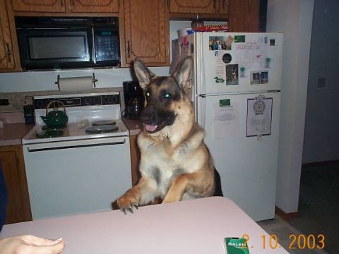1998 Ford Crown Victoria - A German Shepherd dog is the subject of this kitchen scene, with appliances visible in the background.