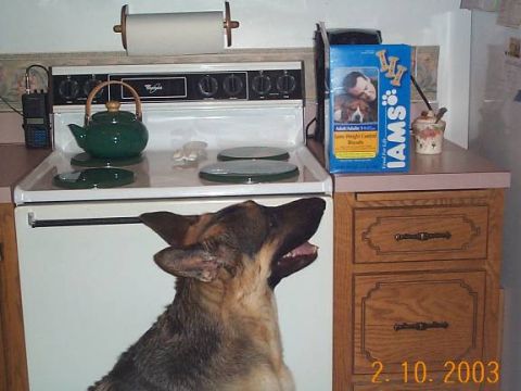 1998 Ford Crown Victoria - A German Shepherd dog is in a kitchen, with a stove and a box of Iams dog food in the background.