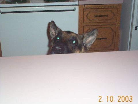 1998 Ford Crown Victoria - A dog's head is visible above a table, with kitchen cabinetry in the background.