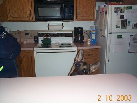 1998 Ford Crown Victoria - A German Shepherd dog peeks over a counter in a kitchen, with a stove and refrigerator in the background.