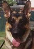 1998 Ford Crown Victoria - Close-up of a German Shepherd dog's face, outdoors.