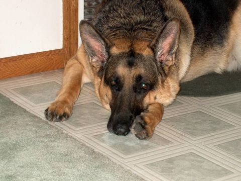1998 Ford Crown Victoria - A German Shepherd rests its head on its paws indoors.