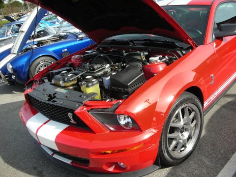 1998 Ford Crown Victoria - red Ford Shelby GT500 Mustang with white racing stripes and its hood open, beside a blue Cobra at a car show.