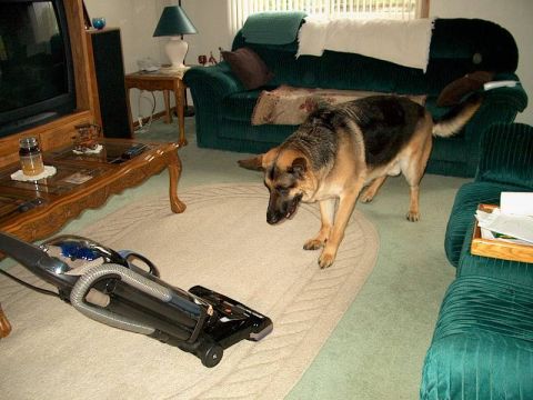 1998 Ford Crown Victoria - A dog curiously approaches a vacuum cleaner in a living room setting.
