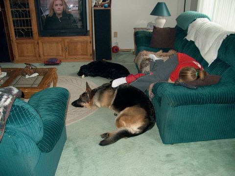 1998 Ford Crown Victoria - A German Shepherd and a black dog lie on the floor while a person sleeps on a teal couch, with a television in the background.