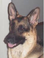 1998 Ford Crown Victoria - Close-up portrait of a German Shepherd dog's face.