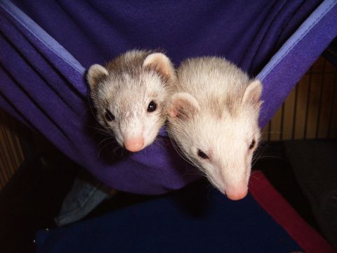 1993 Ford Bronco - Two adorable ferrets are resting together in a soft purple hammock.