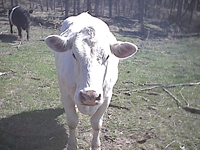 White cow facing camera in a grassy pasture with bare trees behind