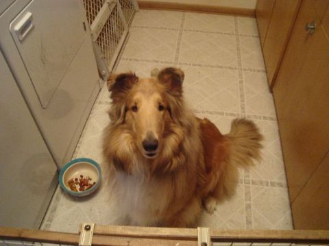1992 Ford Crown Victoria - A collie dog sits patiently by its food bowl in a tiled room, with a washing machine visible to the left.