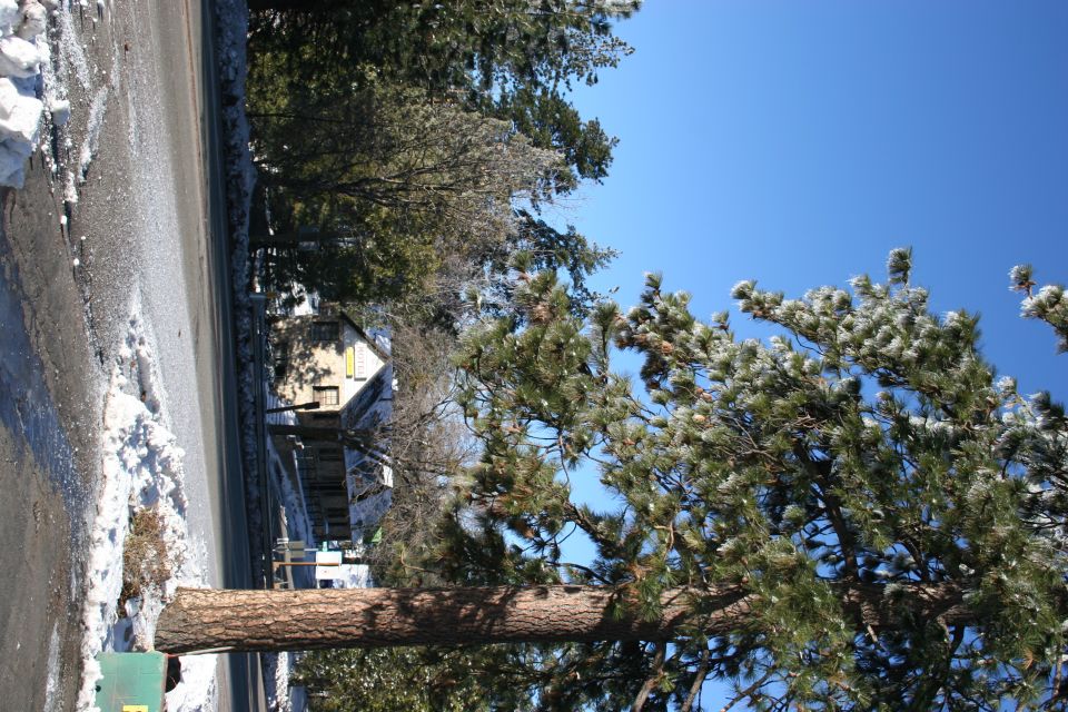 Yellow house with porch and pine tree in foreground