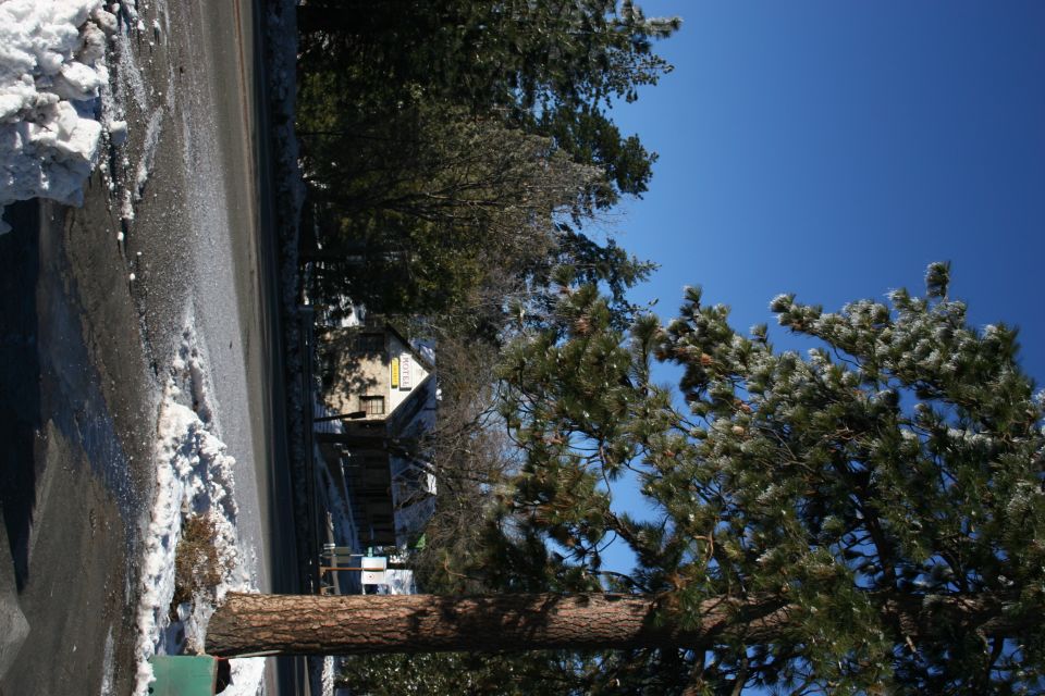 Snowy roadside with pine trees and a building in the background under a clear blue sky