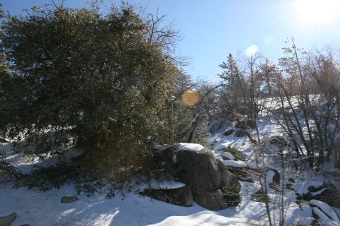 1996 Ford Bronco - A winter scene unfolds on a snowy hillside dotted with rocks and sparse vegetation.