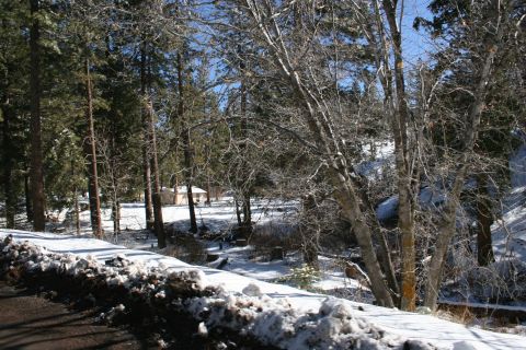 1996 Ford Bronco - A winter scene shows snow-covered ground and trees under a clear blue sky.