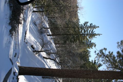 1996 Ford Bronco - A view of a snowy road winding through a forest on a clear day.